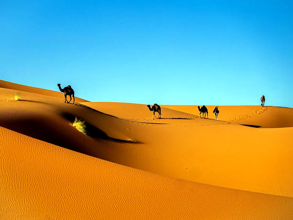 Camel caravan crossing the Sahara Desert in Morocco