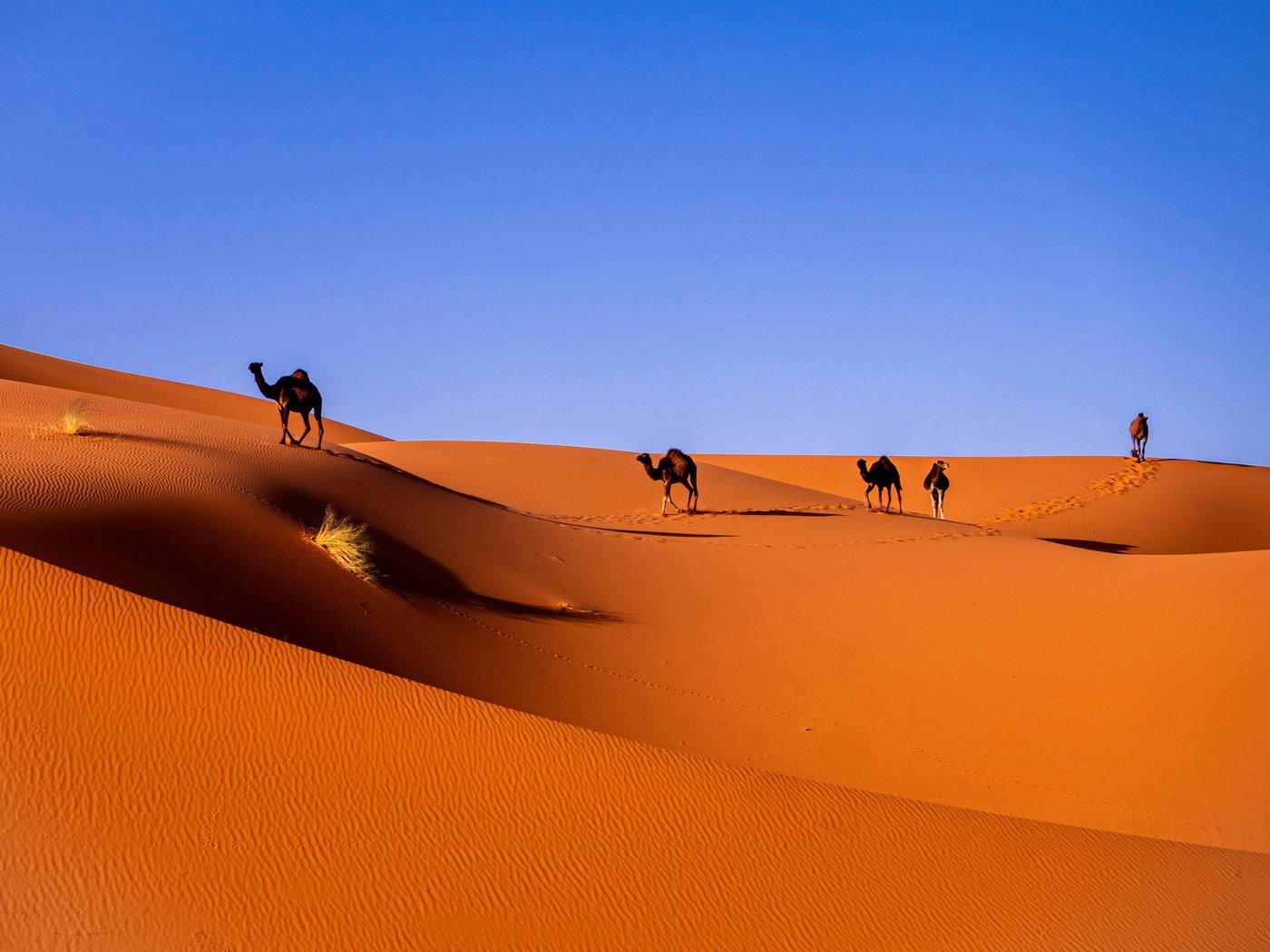 Marrakech for American travelers